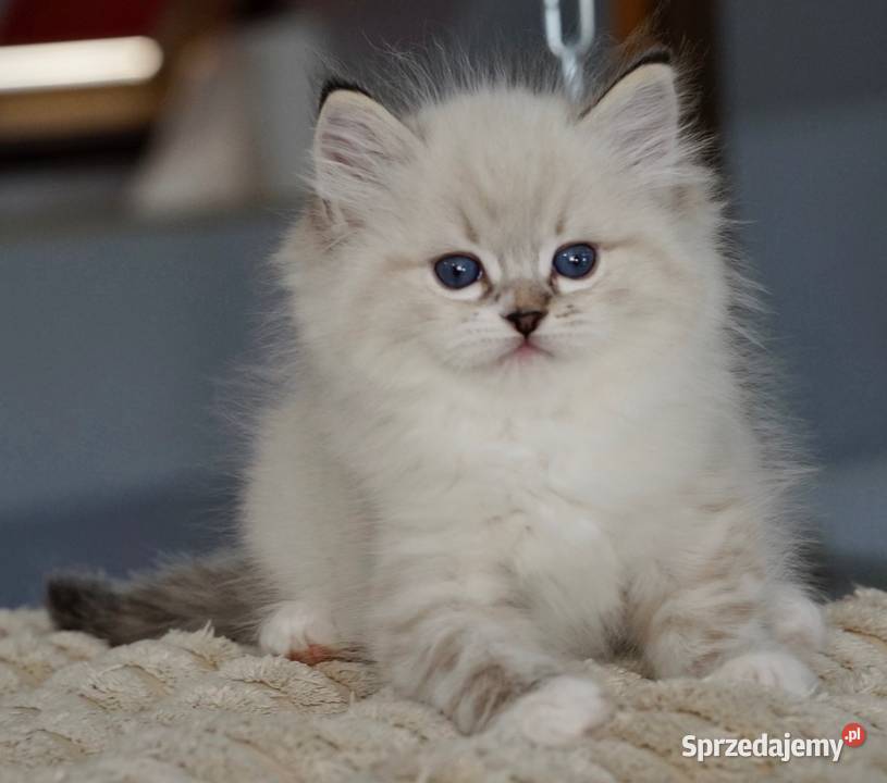 Kocurek ragdoll z rodowodem TICA Przemków