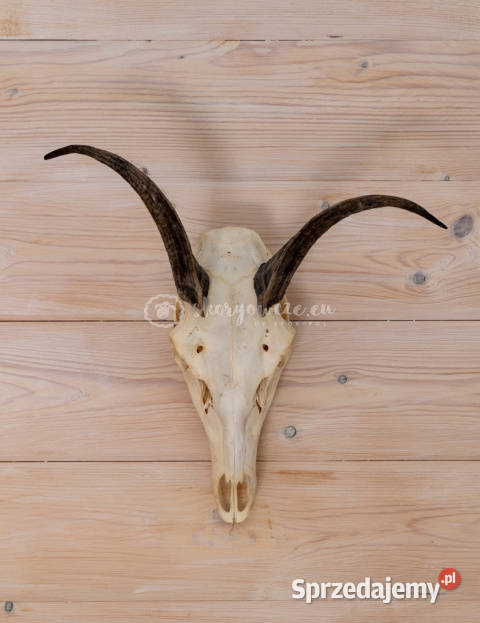 Czaszka naturalnaprawdziwa z owcy z porożem