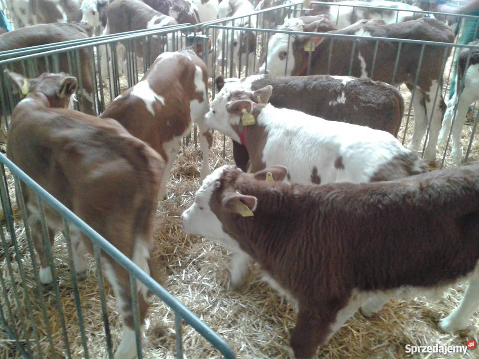Cielaki mieszańce simental RW HO jałówki Dąbrowa Wielka