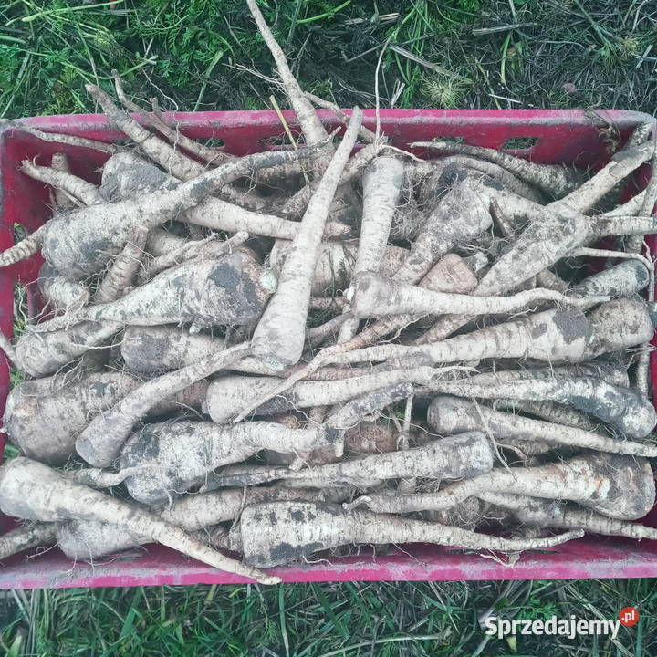 Pietruszka Arad Piątek