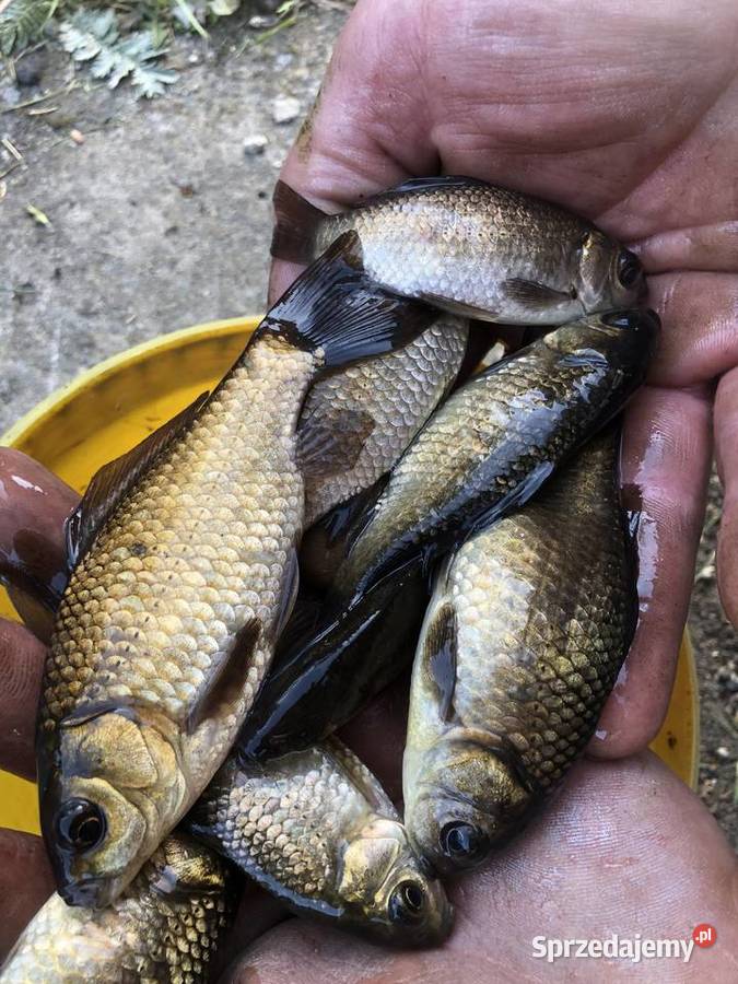 Karasie złociste Częstochowa