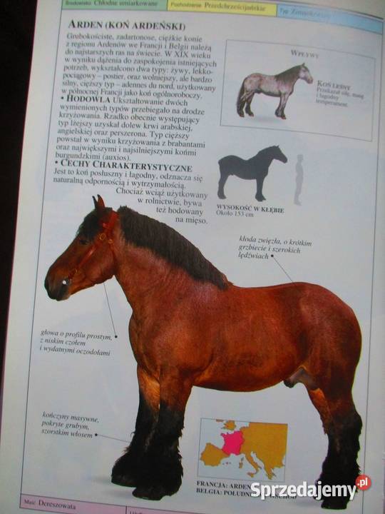 KONIEIlustrowany przewodnik Edwards konie rasy