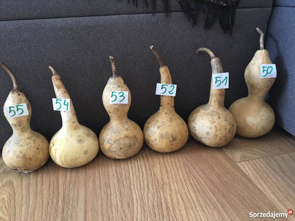 Suche tykwy z nasionami Augustów