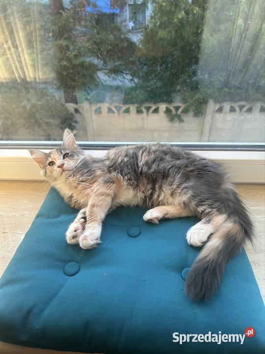 Kociaków Maine Coon Różne kolory Warszawa