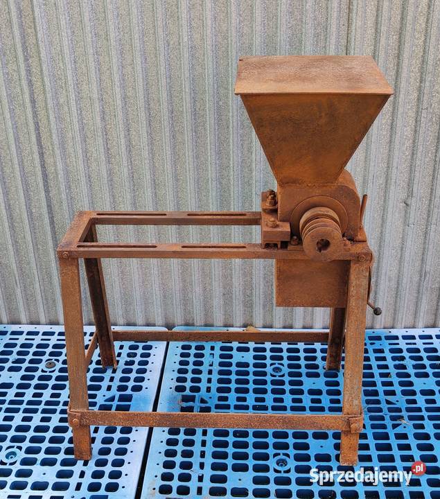 Kościarka wilk do kości wielkopolskie Korytnica