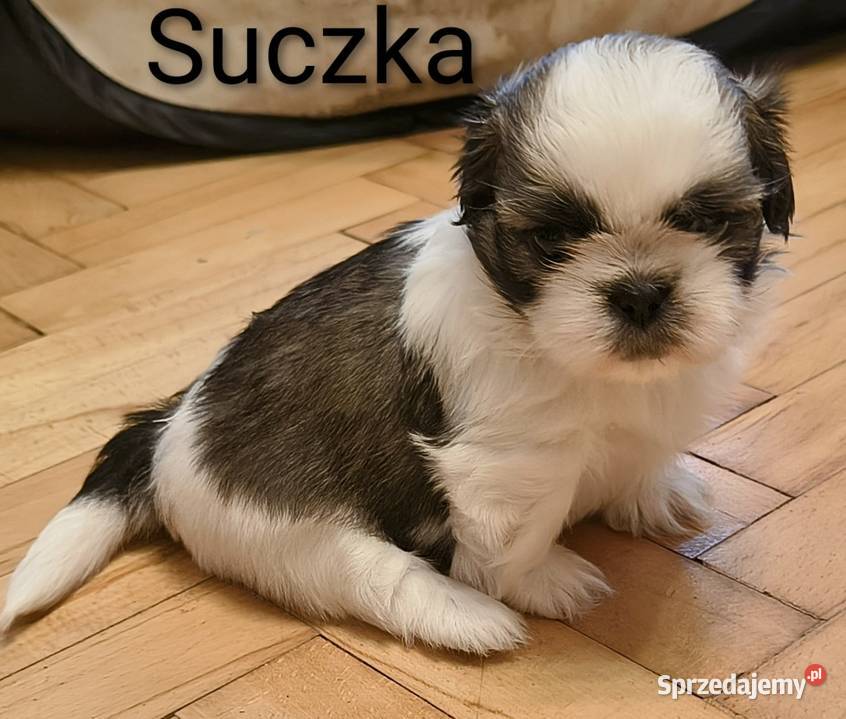 Szczenięta shih tzu z rodowodem Zwoleń