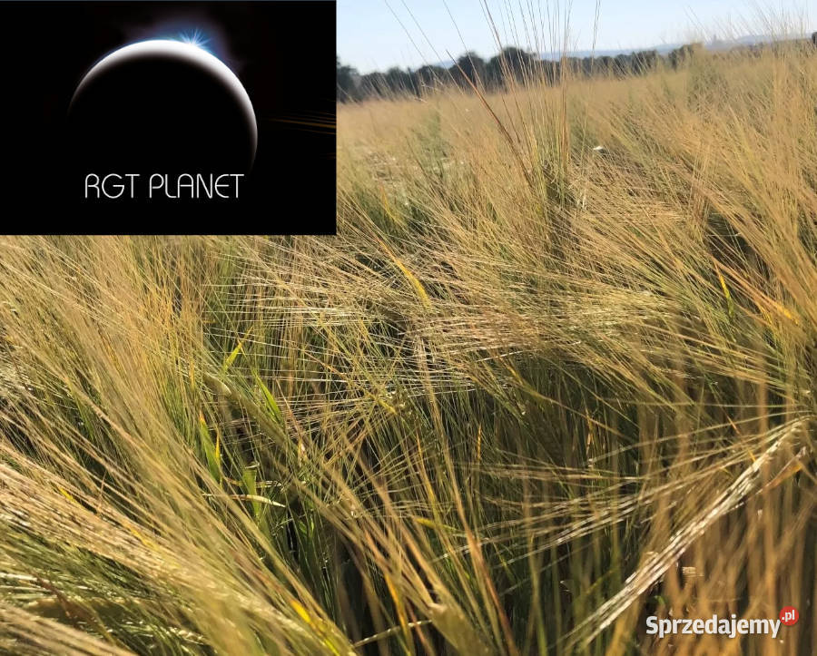 Jęczmień jary RGT Planet Top Farms browarny lubuskie Tarnów sprzedam