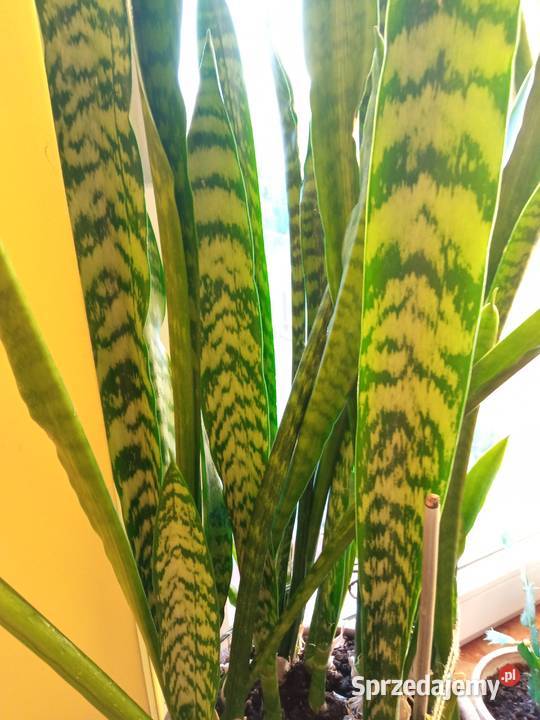 Filodendron szczawik monstera i inne Białystok