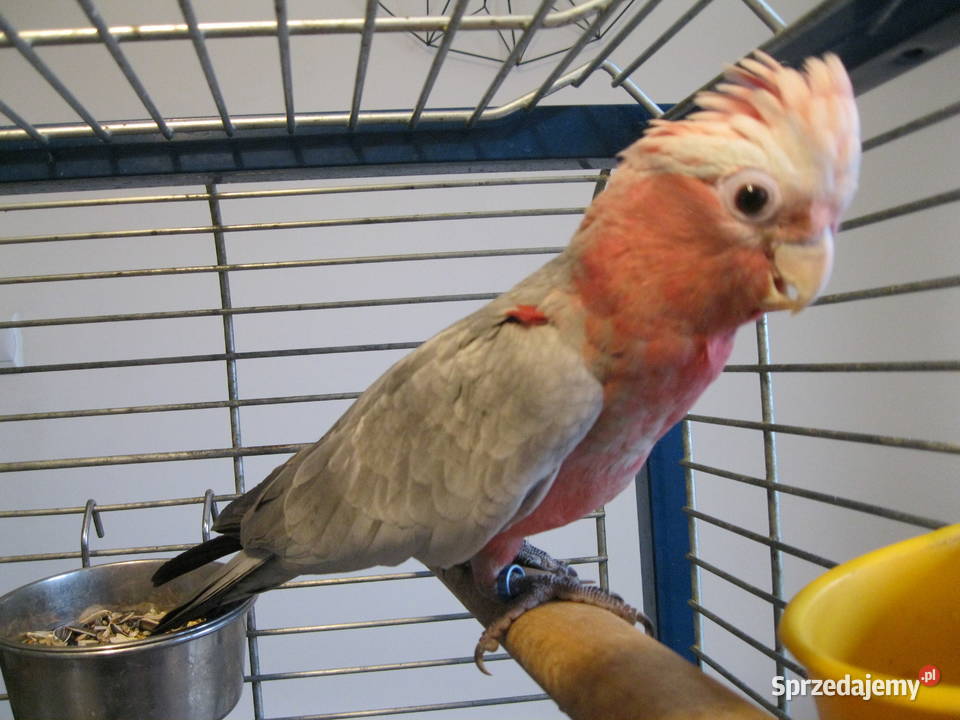 KAKADU RÓŻ0WA amica z DNA sprzedam
