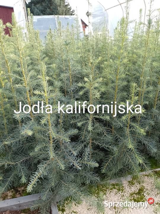 sadzonki świerków Zborów