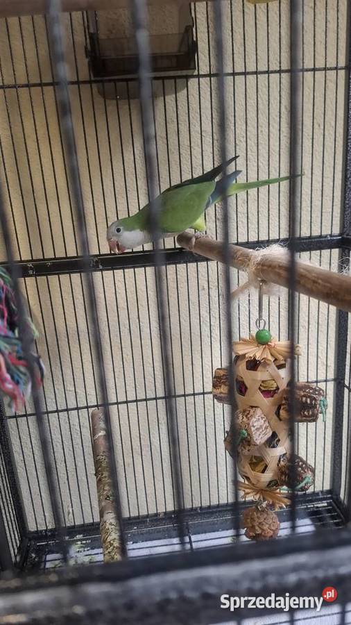 Samica mnichy Mikołów