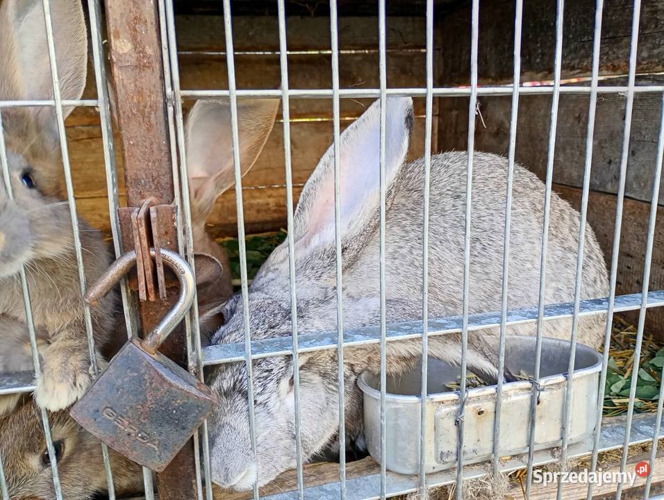 Kroliki Wielka Łąka sprzedam