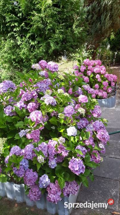 Działka ROD mazowieckie Płock