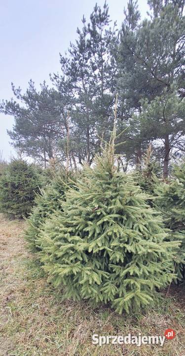 Choinki świerki Iglaste Borków