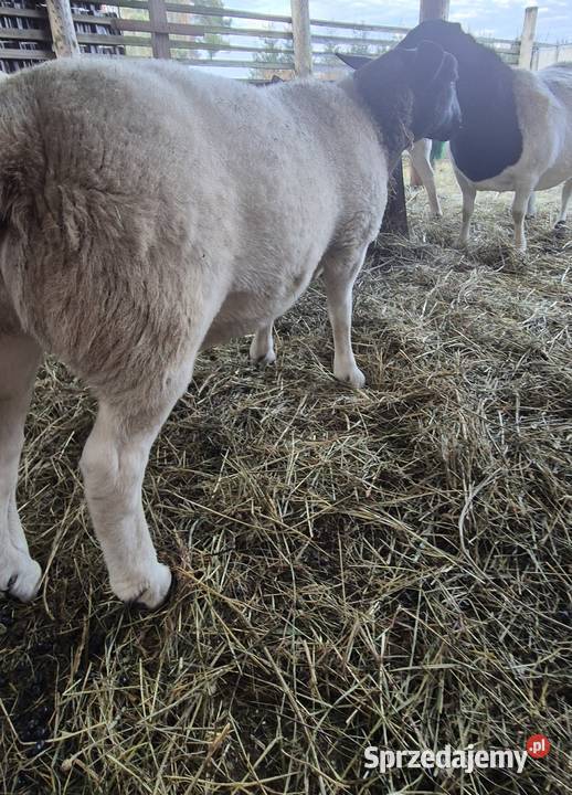 Baranki DORPER Owce baranek kastraty Cekcyn