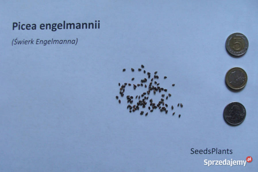ŚWIERK ENGELMANNA Picea engelmannii NASIONA Lubanie