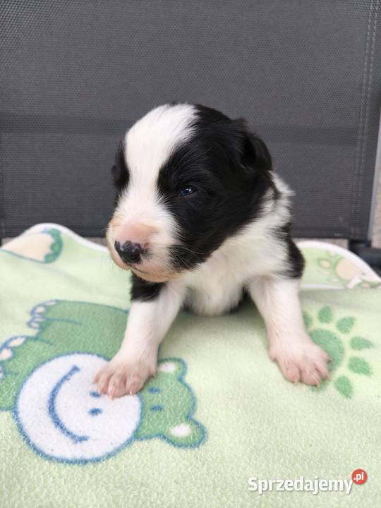 Szczeniak Border Collie ZKwP FCI