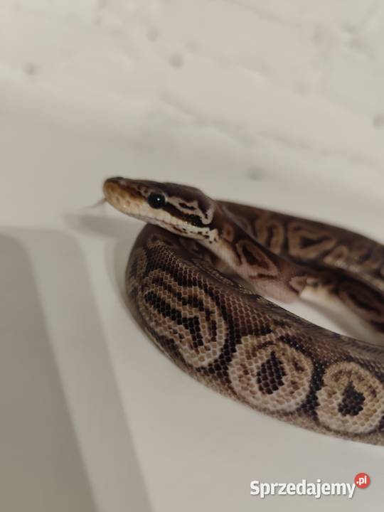 Samiczka pyton królewski mazowieckie Pruszków