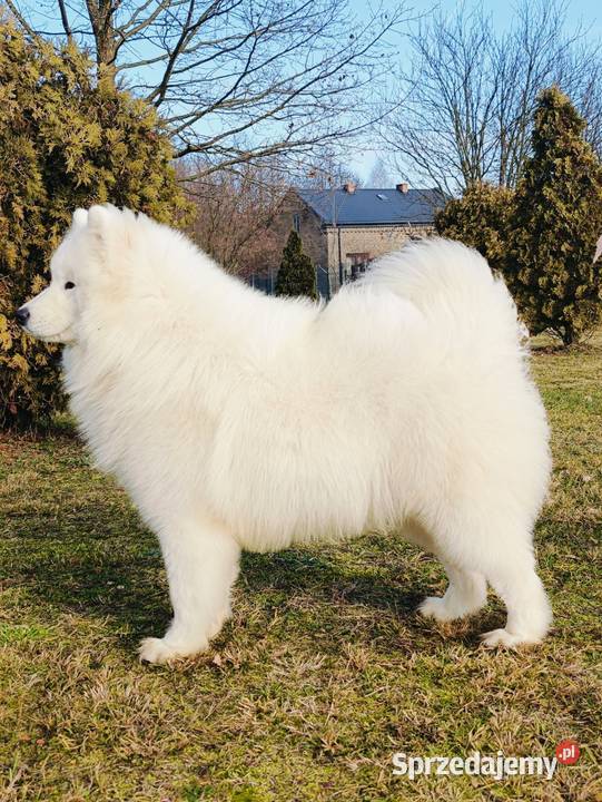 Samoyed piesek 9 miesięcy Olszówka