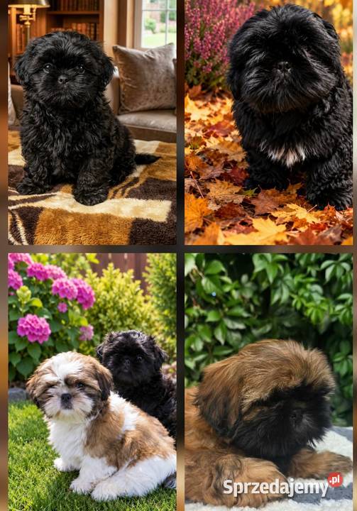 Pieski Shih Tzu zkwp fci gotowy do odbioru Warszawa