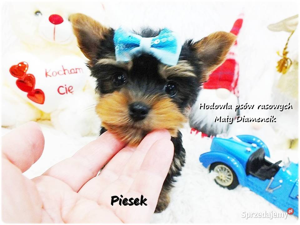 Mini XS Malutki Piesek Yorkshire Terrier Do lubuskie Żary