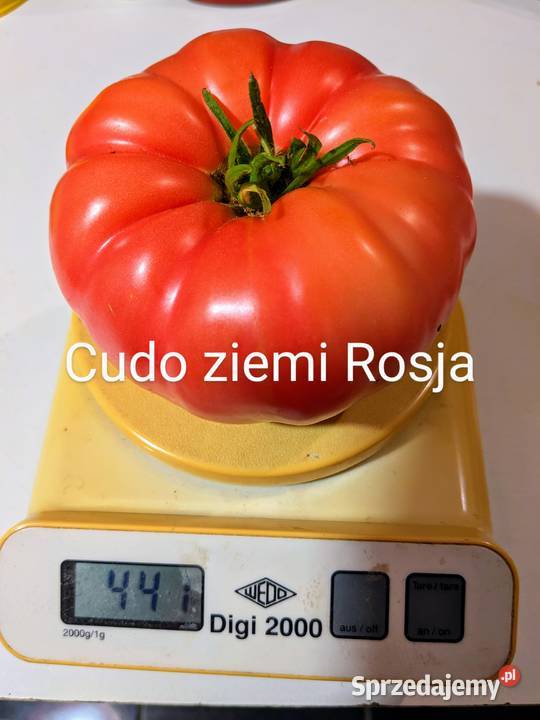 Ogórek Wierasen Gruzin Kustowoj Roznasol nasiona Nowy Sącz sprzedam