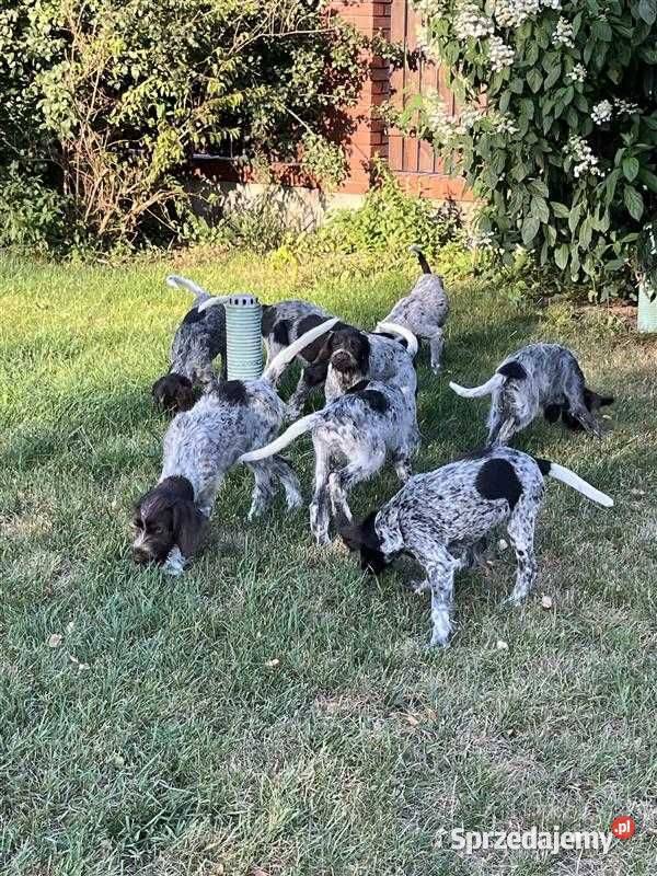 Wyżeł Czeski Fousek rodowód FCI pies myśliwski mazowieckie Sochaczew sprzedam