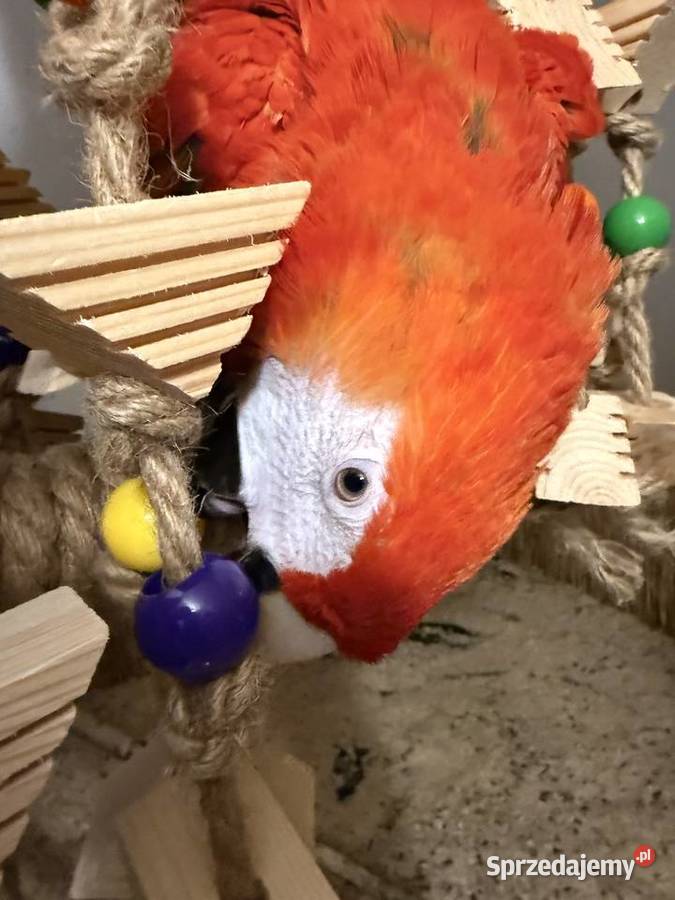 Papuga Ara Macao samiec ręcznie karmiona Brodnica