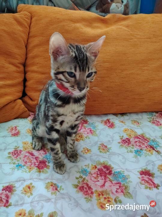 Sprzedam Piękną Kotkę Bengalkę sprzedam