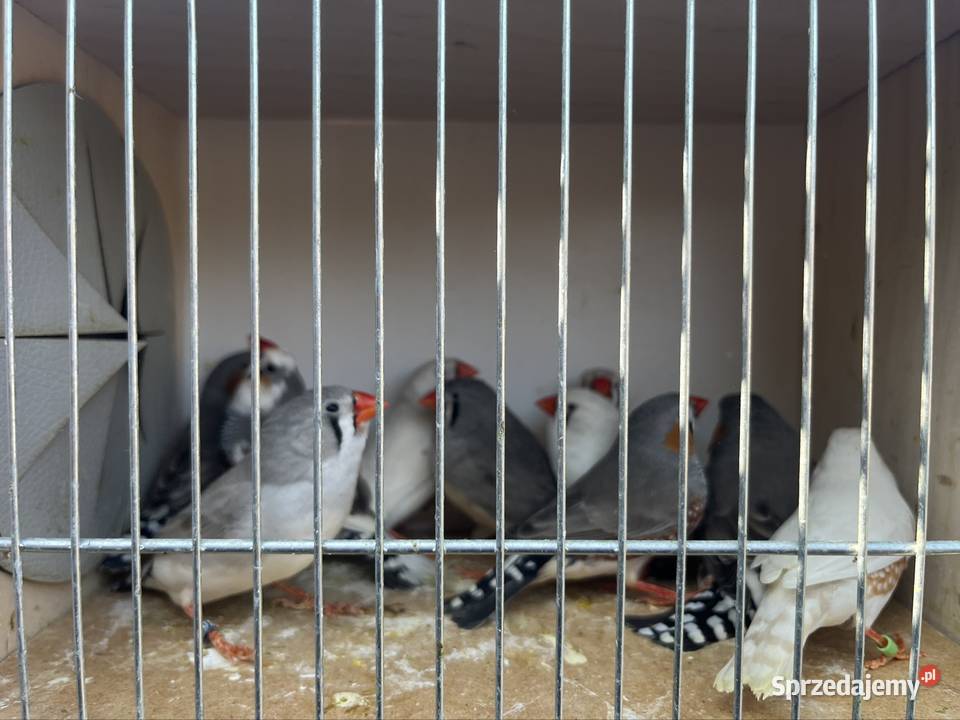 Zeberki z 2025 roku Zachowice