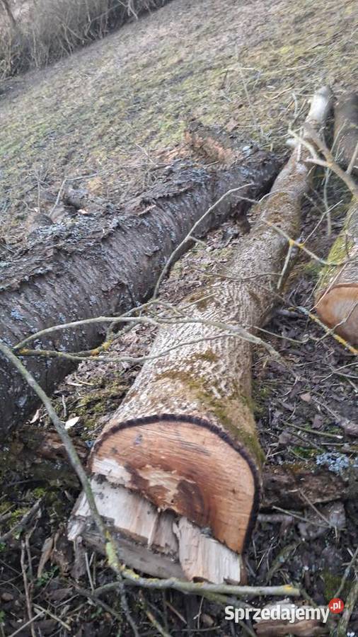 Orzrch włoski kłody Pozostałe Tarnów