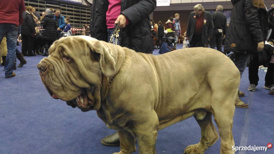 Mastino Napoletano szczenięta Rumia