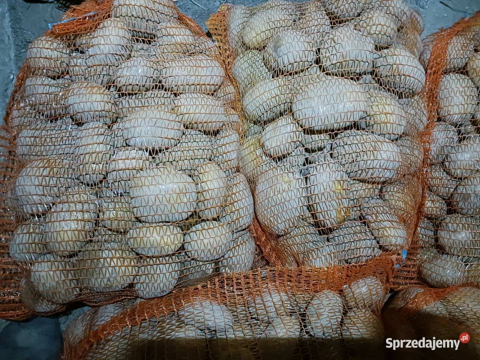 Ziemniaki Jadalne Bellarosa Jurek Płowizny