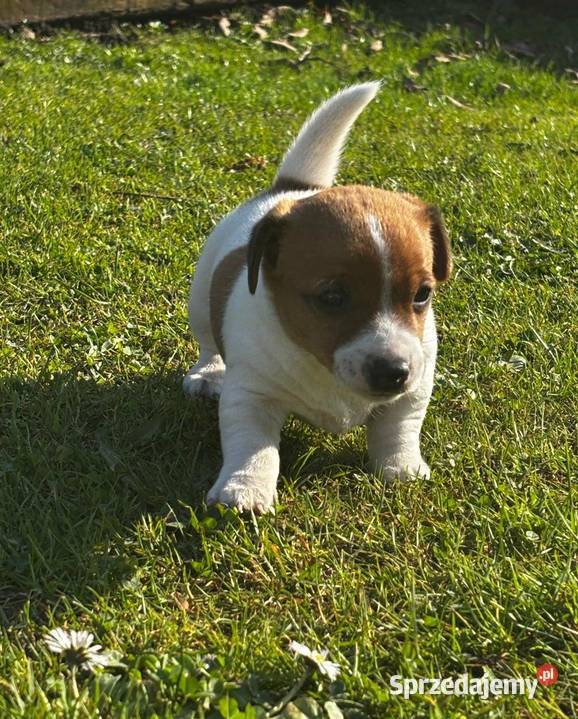 samiec i dwie suczki Jack Russell sprzedam