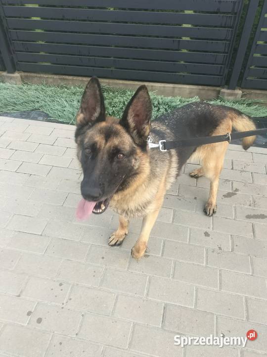 Pies owczarek Wyżne