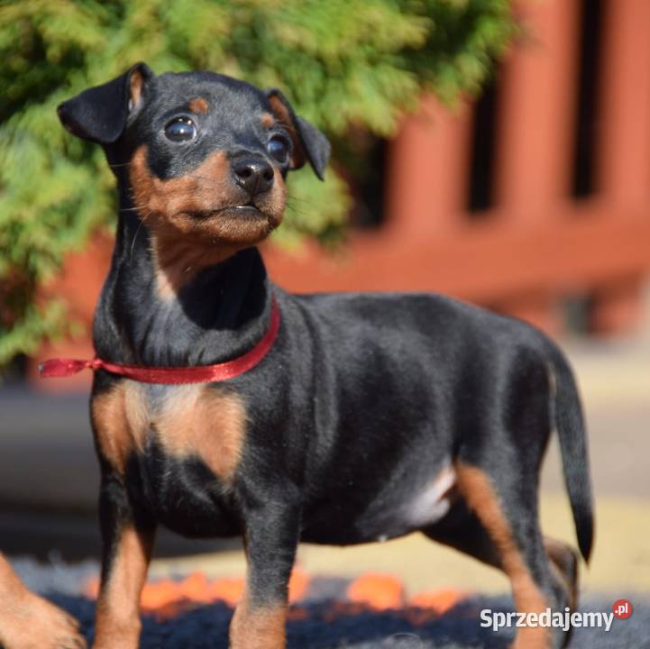 Pinczer miniaturowy szczenięta Zkwp Łochów