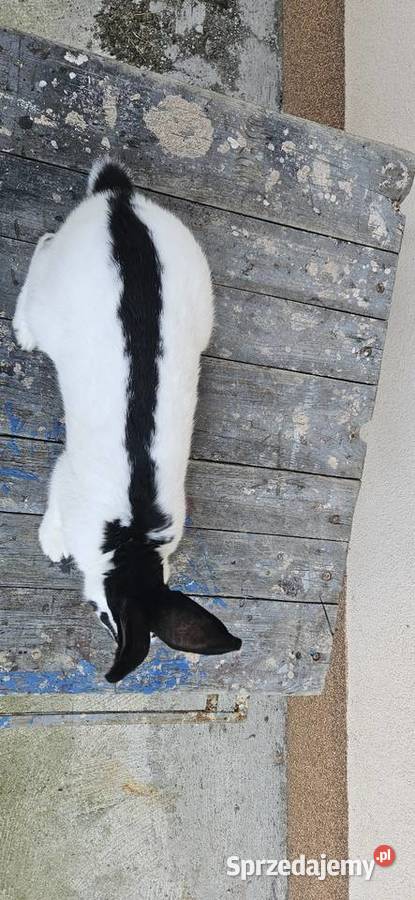 Samiec olbrzym srokacz czarny srokacz niemiecki Miechów