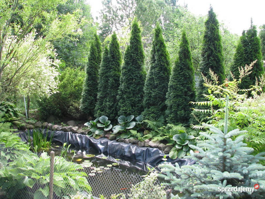 działkę pracowniczą ŁÓDŹ Łódź