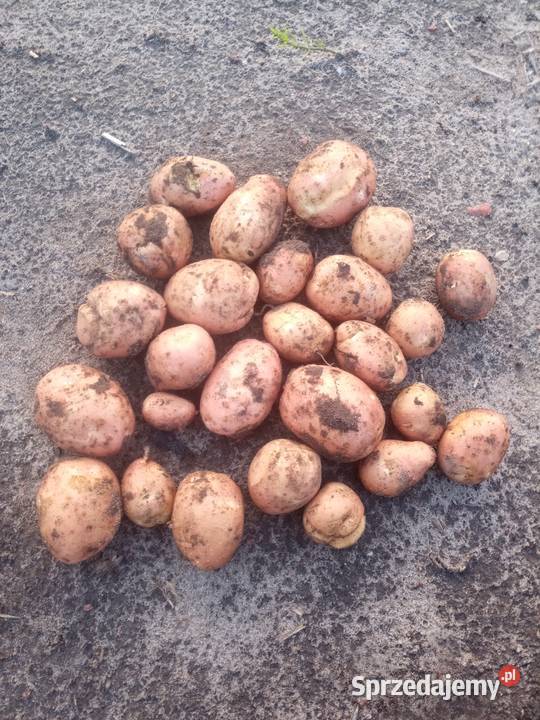 WarzywaZboża z małego gospodarstwa mazowieckie sprzedam