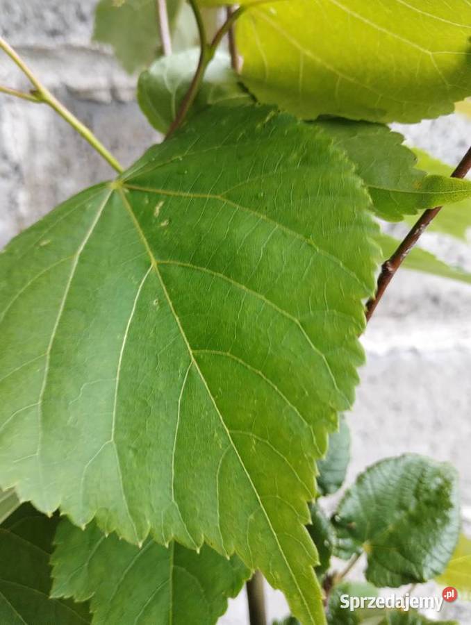 Lipa drobnolistna sadzonki w doniczkach Tilia małopolskie