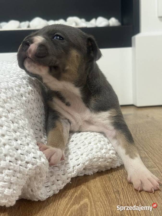 Amstaff Zapraszamy do rezerwacji Szczenięta o Sarnowo