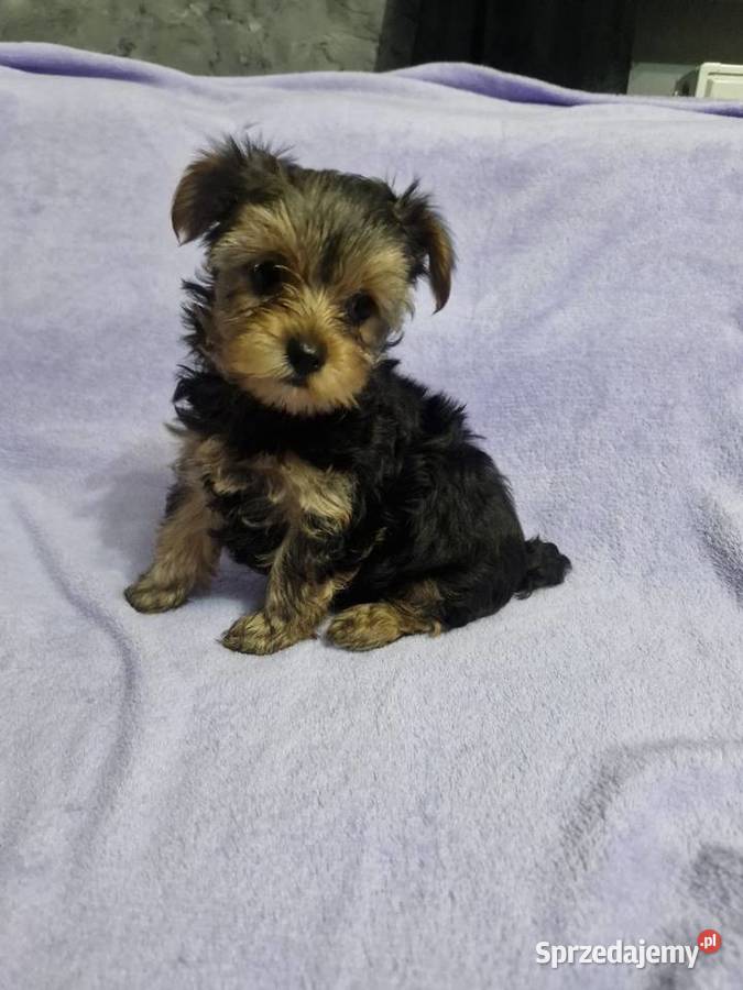 Yorkshire terrier Morąg