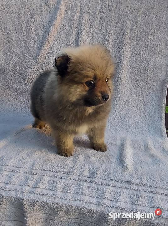 Szpic miniaturowy szczeniaki małopolskie Tarnów