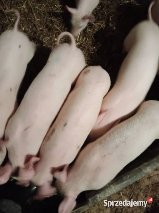 Sprzedam prosięta Gózd