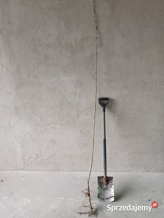 Topola szybkorosnącasadzonka Biłgoraj