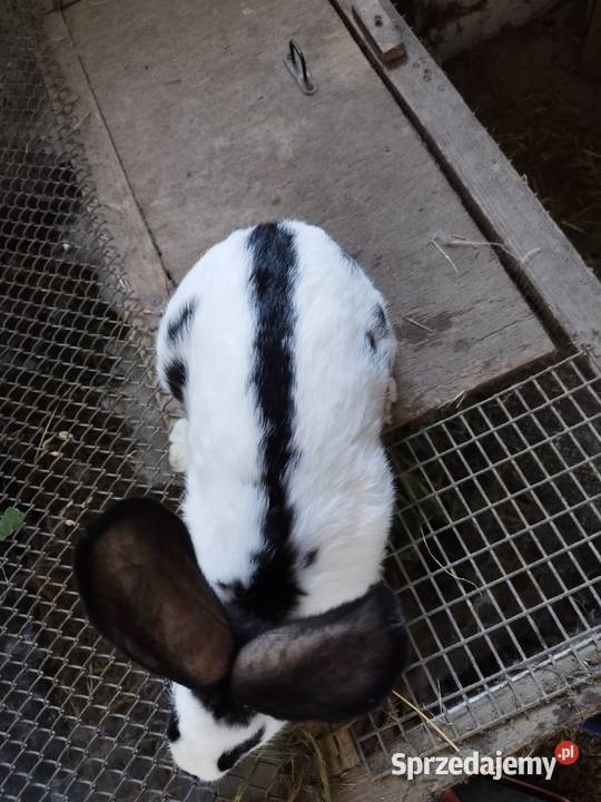 Młode króliki srokacze