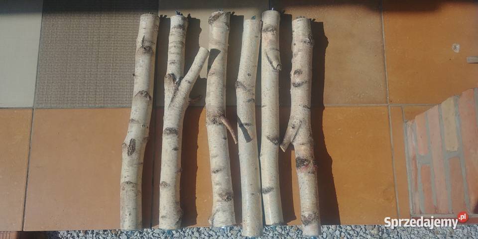Żerdzie brzozowe z mocowaniami papug