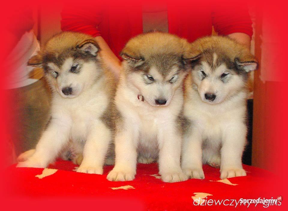 Alaskan Malamute Rodowodowe szczenieta Psy