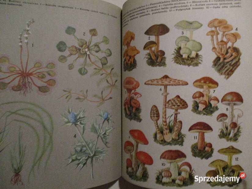 Głos przyrody t 12 przyroda edukacja nauka las Łódź