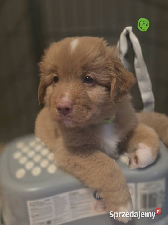 Nova Scotia Duck Tolling Retriever pomorskie Pruszcz Gdański sprzedam